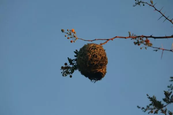 Nid de frelons asiatiques construit en haut d'un arbre, sur une branche