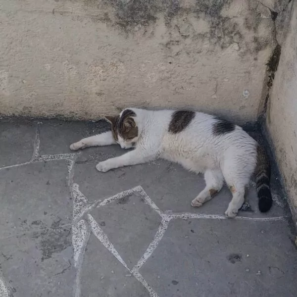 Chat errant à Val d'Anast : modalités et démarches.