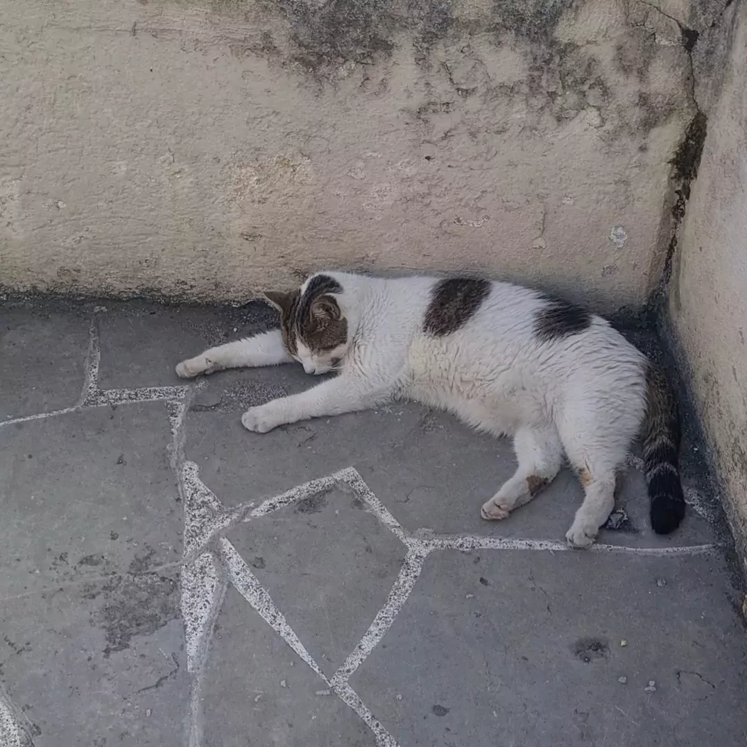 Chat errant à Val d'Anast : modalités et démarches.