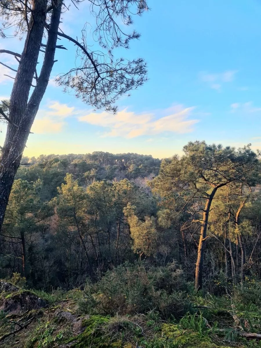 Vue de la vallée boisée de Ropenard depuis les hauteurs du sentier pédestre de Sainte-Anne de Ropenard, à Val d'Anast.