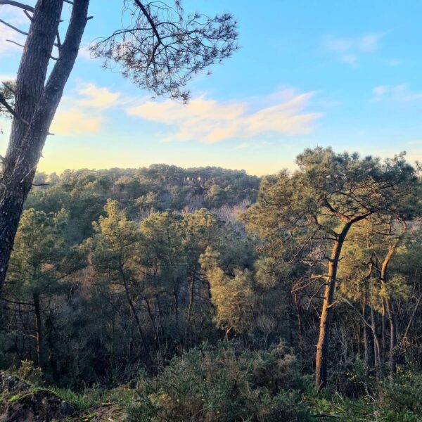 Vue de la vallée boisée de Ropenard depuis les hauteurs du sentier pédestre de Sainte-Anne de Ropenard, à Val d'Anast.